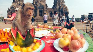 جشنواره بوفه میمون